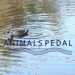 Animals Pedal