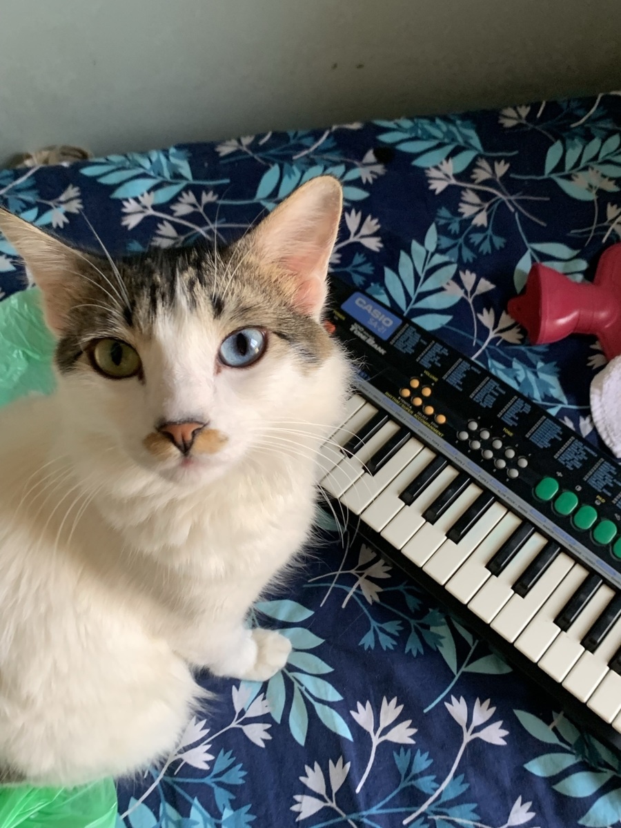 Studio Setup by philosyche featuring Casio SA-21