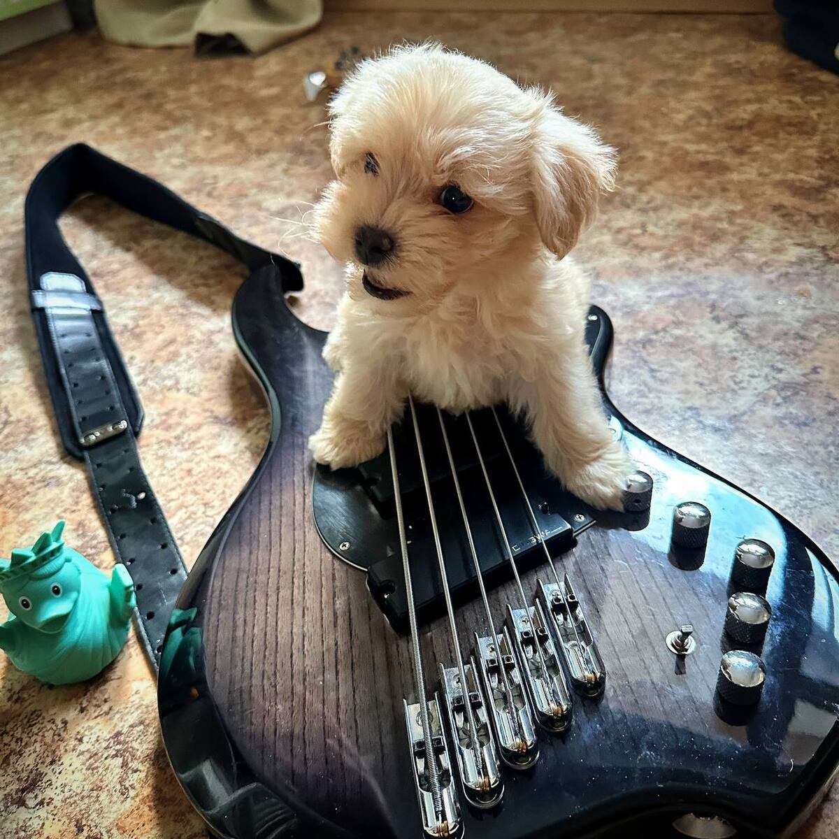 Music Gear Setup by sergeidudin featuring Dingwall Combustion 5