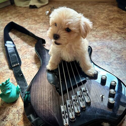Photo of Dingwall Combustion 5 in a bass
