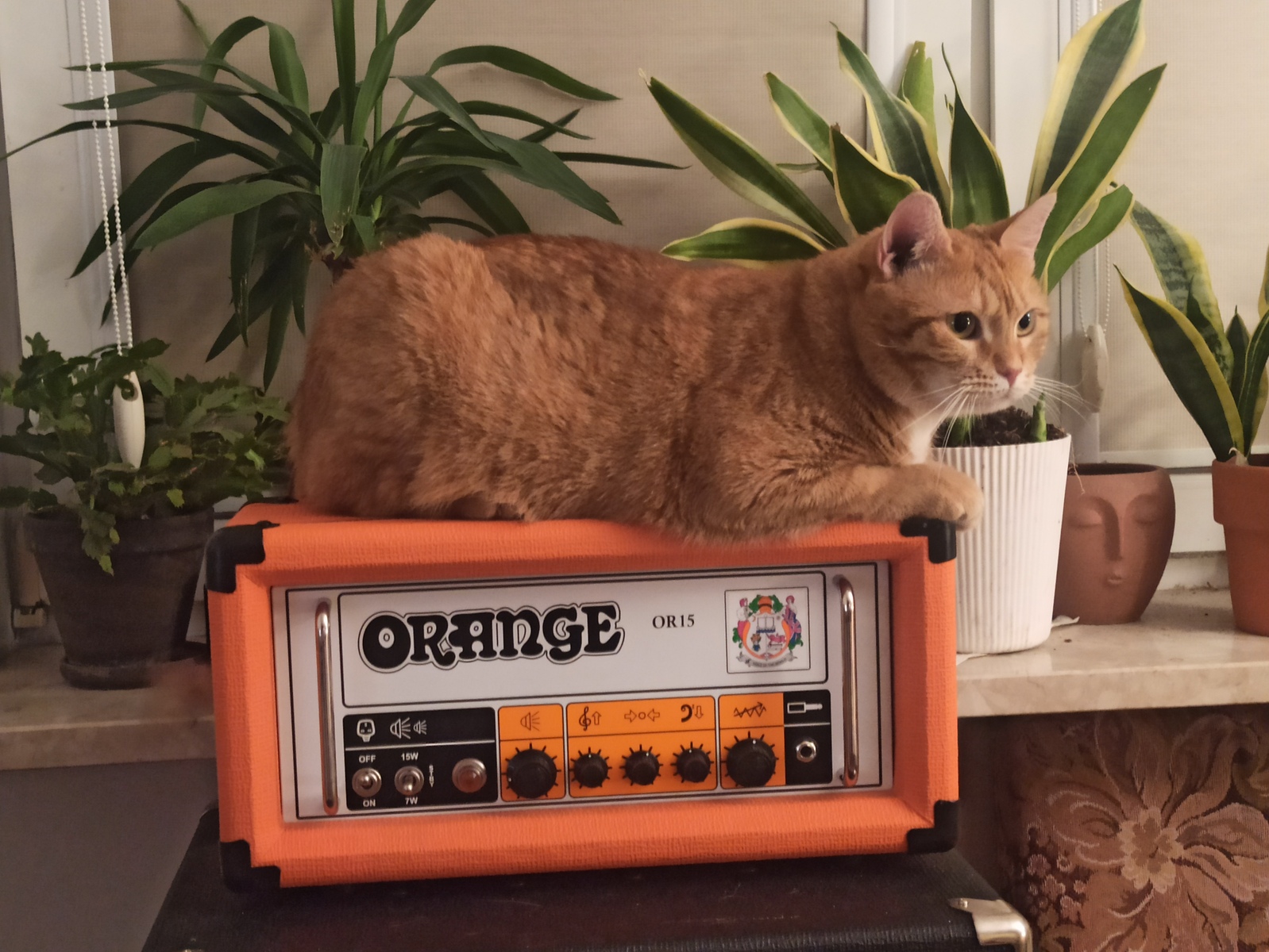 Punk Amp Rig by mateusz_zerun featuring Orange OR15H 15W Tube Guitar Amp Head