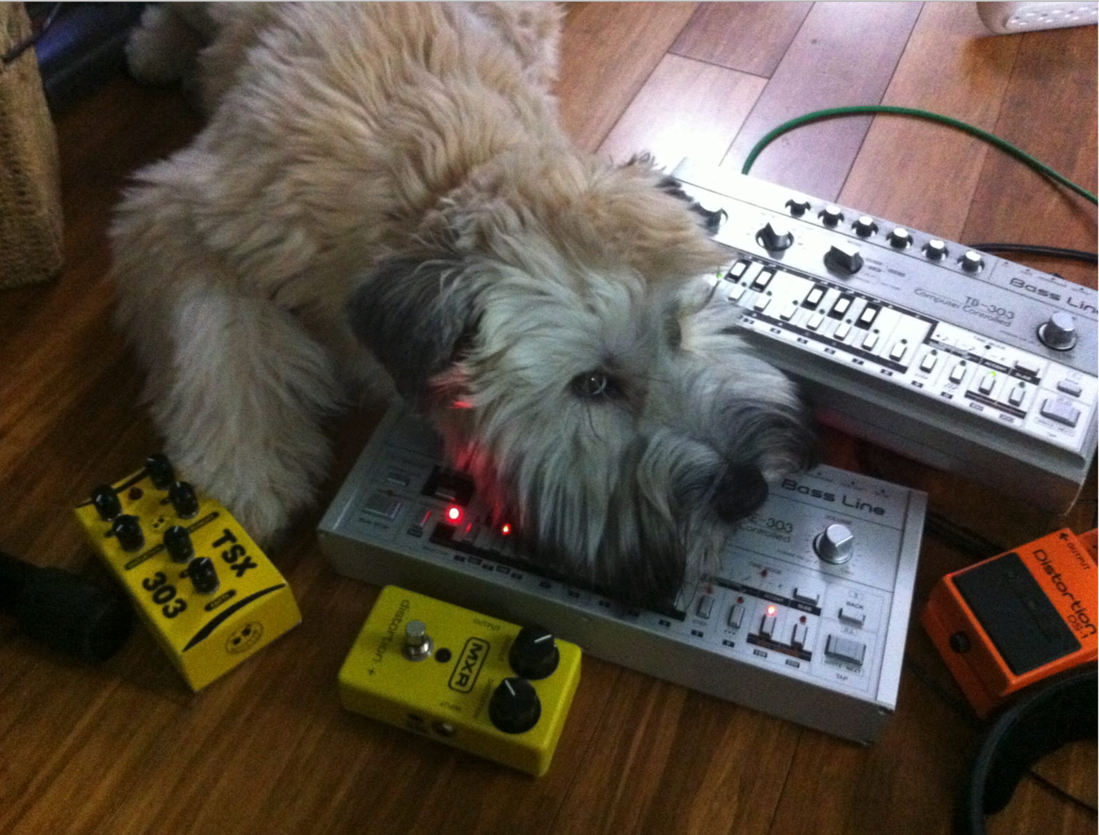 Electronic Synth Setup by bubbajones featuring Boss DS-1 Distortion, Roland TB-303, and DinSync RE-303 and 2 more pieces of gear