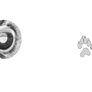 Oilenbär