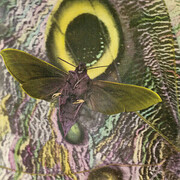 The Mothmen