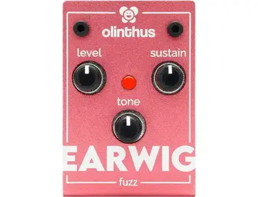 Olinthus Earwig Fuzz