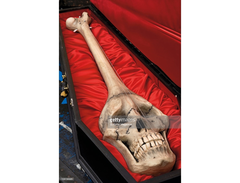 Brian May Skull Guitar