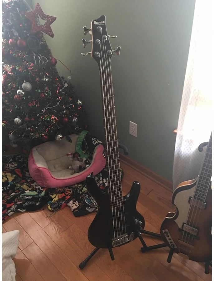 Ibanez ergodyne 5 string bass - What To Know & Where To Buy