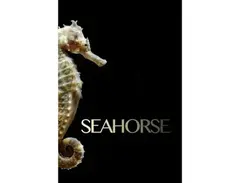 Seahorse main image