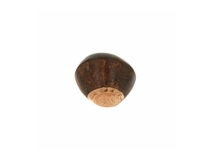 Terre Shaker Coconut image 2