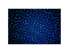 Chauvet Pro Scorpion Storm FXRGB image 3