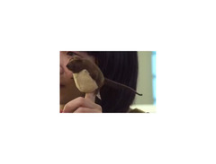 Mouse Finger Puppet  "George" image 2