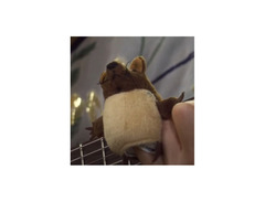 Mouse Finger Puppet  "George" image 3