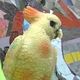 anactualbird