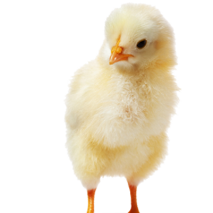 jimvwesterop