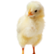 jimvwesterop