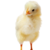 jimvwesterop