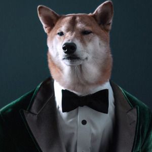 dogsxlove54