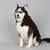 tomek_pop