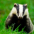 observingthebadger