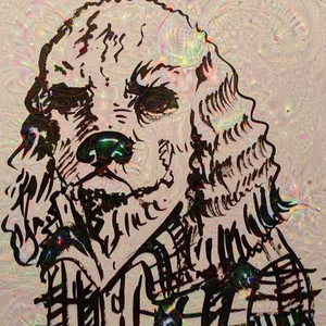 flannelcockerspaniel