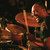 See how Nate Morton uses Pearl Reference Pure