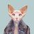 sphynxcat
