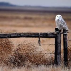 gary_morrison
