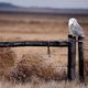 gary_morrison