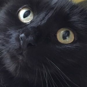 ficuspatrol