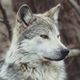 robb_barroso