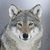 wolf_alive_18