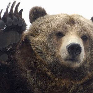 grizzli
