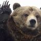 grizzli