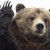 grizzli