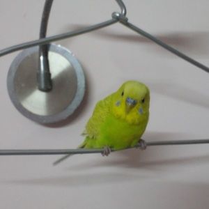 arshiacappy