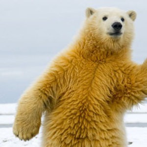 raspbear