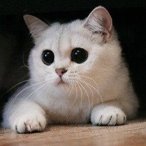 kitty_key