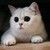 kitty_key