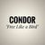condor