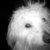 ogie