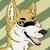 coyotemyp