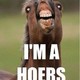 dahhorse
