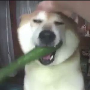 shiba_inu_jedi