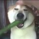shiba_inu_jedi
