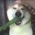 shiba_inu_jedi