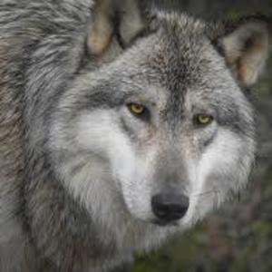 timberwolf