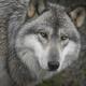timberwolf