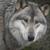 timberwolf