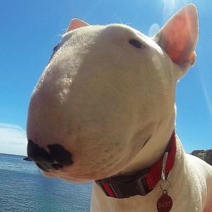pittie