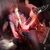 See how Jamie Slays uses Ibanez Rgaix6fmt